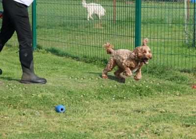 Dog running