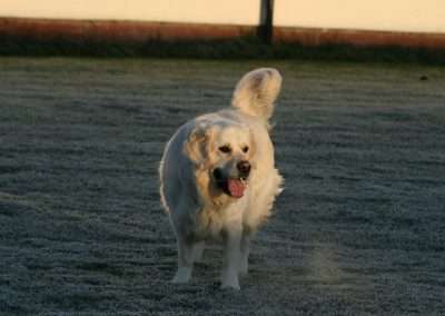 Dog in winter
